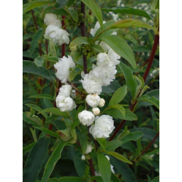 PRUNUS glandulosa ALBA PLENA (Cerisier à fleurs)