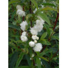 PRUNUS glandulosa ALBA PLENA (Cerisier à fleurs)