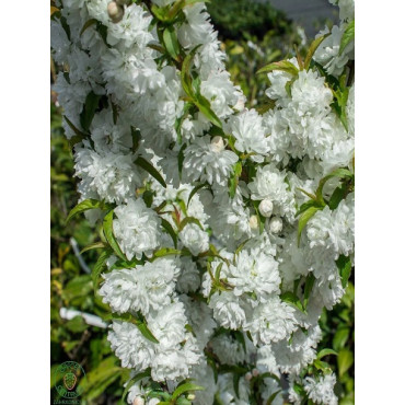 PRUNUS glandulosa ALBA PLENA (Cerisier à fleurs)