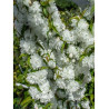 PRUNUS glandulosa ALBA PLENA