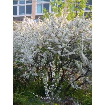 PRUNUS glandulosa ALBA PLENA (Cerisier à fleurs)