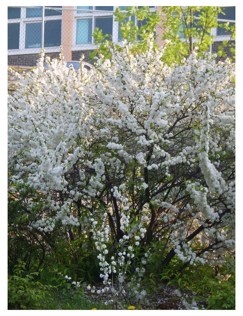 PRUNUS glandulosa ALBA PLENA (Cerisier à fleurs)