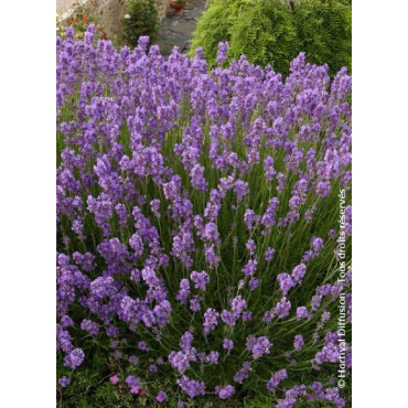 LAVANDULA angustifolia DWARF BLUE (Lavande)