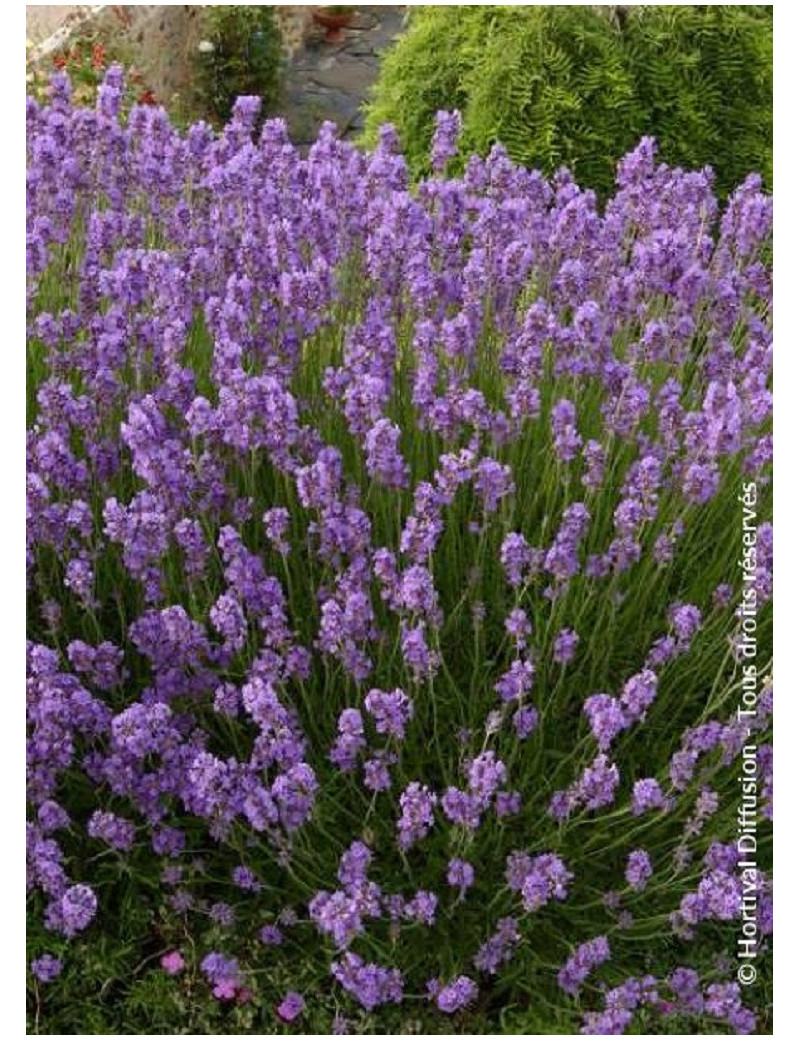 LAVANDULA angustifolia DWARF BLUE (Lavande)