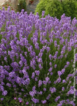 LAVANDULA angustifolia DWARF BLUE
