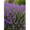 LAVANDULA angustifolia DWARF BLUE (Lavande)