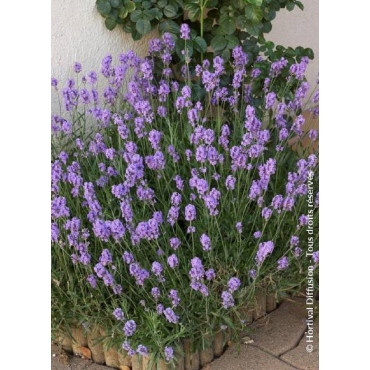 LAVANDULA angustifolia DWARF BLUE (Lavande)