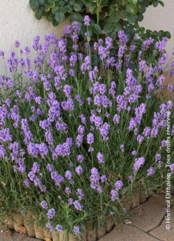 LAVANDULA angustifolia DWARF BLUE