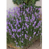 LAVANDULA angustifolia DWARF BLUE (Lavande)