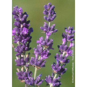 LAVANDULA angustifolia DWARF BLUE (Lavande)