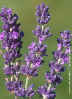 LAVANDULA angustifolia DWARF BLUE