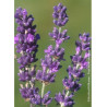 LAVANDULA angustifolia DWARF BLUE (Lavande)