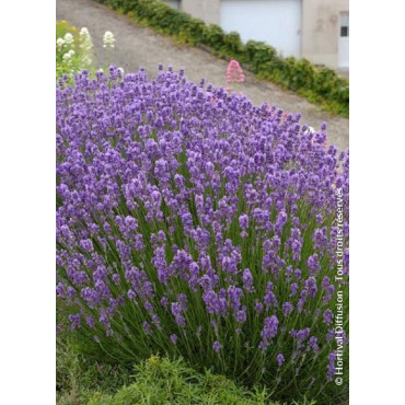 LAVANDULA angustifolia DWARF BLUE (Lavande)