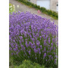 LAVANDULA angustifolia DWARF BLUE (Lavande)