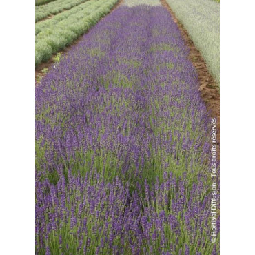 LAVANDULA angustifolia DWARF BLUE (Lavande)