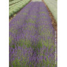 LAVANDULA angustifolia DWARF BLUE (Lavande)