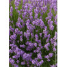 LAVANDULA angustifolia DWARF BLUE (Lavande)