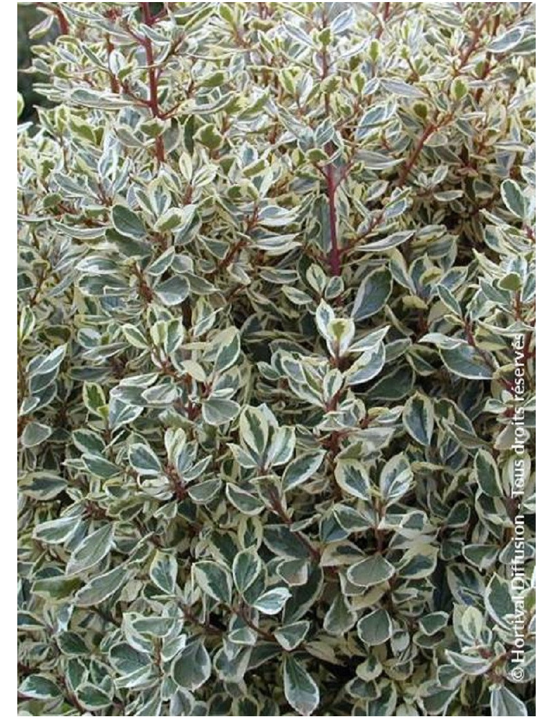 RHAMNUS alaternus ARGENTEOVARIEGATUS (Alaterne panaché, Neprun d'Europe panaché)