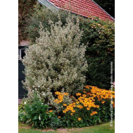 RHAMNUS alaternus ARGENTEOVARIEGATUS (Alaterne panaché, Neprun d'Europe panaché)