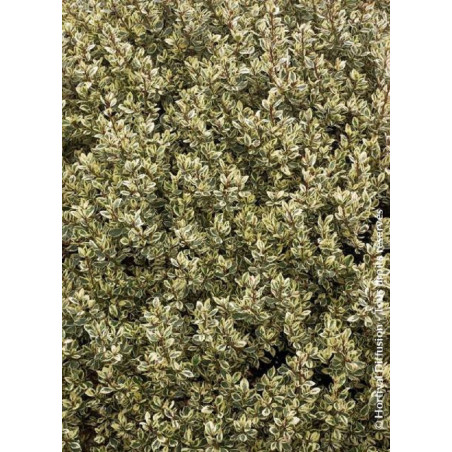 RHAMNUS alaternus ARGENTEOVARIEGATUS (Alaterne panaché, Neprun d'Europe panaché)