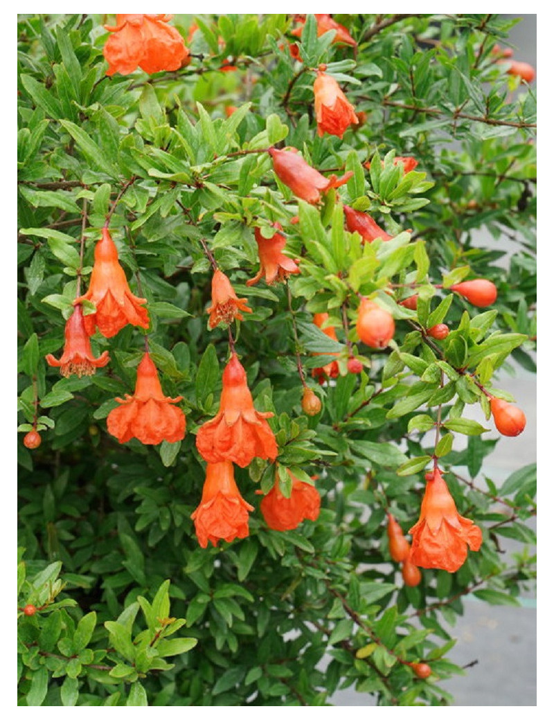 PUNICA granatum (Grenadier à fruits)