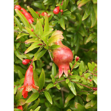 PUNICA granatum (Grenadier à fruits)