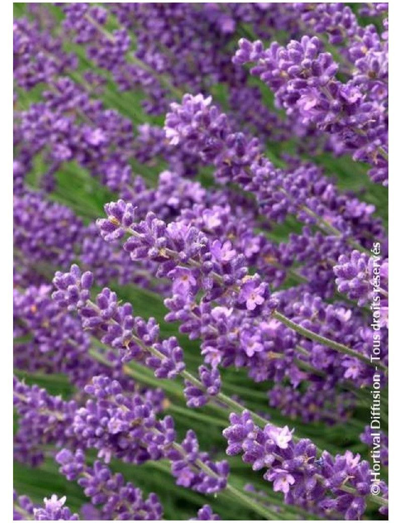 LAVANDULA angustifolia HIDCOTE (Lavande)