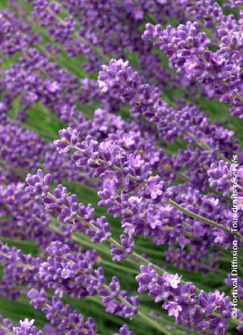 LAVANDULA angustifolia HIDCOTE