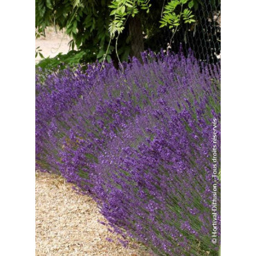 LAVANDULA angustifolia HIDCOTE (Lavande)