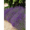 LAVANDULA angustifolia HIDCOTE (Lavande)