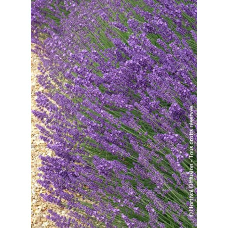 LAVANDULA angustifolia HIDCOTE (Lavande)