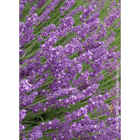 LAVANDULA angustifolia HIDCOTE (Lavande)