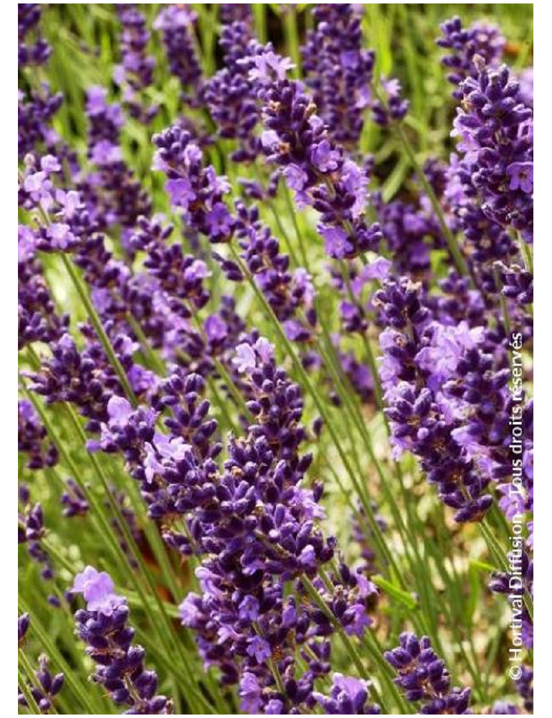 LAVANDULA angustifolia TWICKEL PURPLE (Lavande)