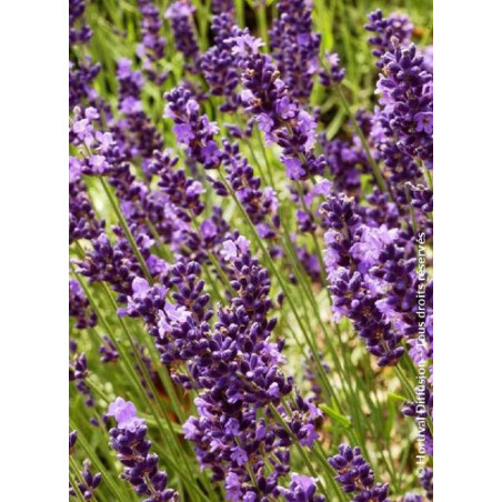 LAVANDULA angustifolia TWICKEL PURPLE (Lavande)