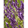 LAVANDULA angustifolia TWICKEL PURPLE (Lavande)