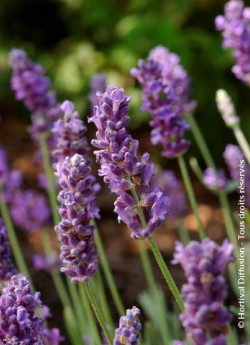 LAVANDULA angustifolia TWICKEL PURPLE