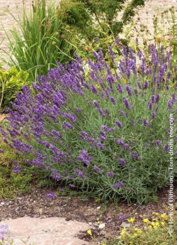 LAVANDULA angustifolia TWICKEL PURPLE