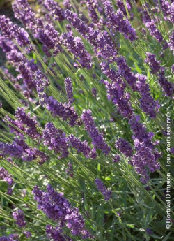 LAVANDULA angustifolia TWICKEL PURPLE