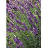 LAVANDULA angustifolia TWICKEL PURPLE (Lavande)