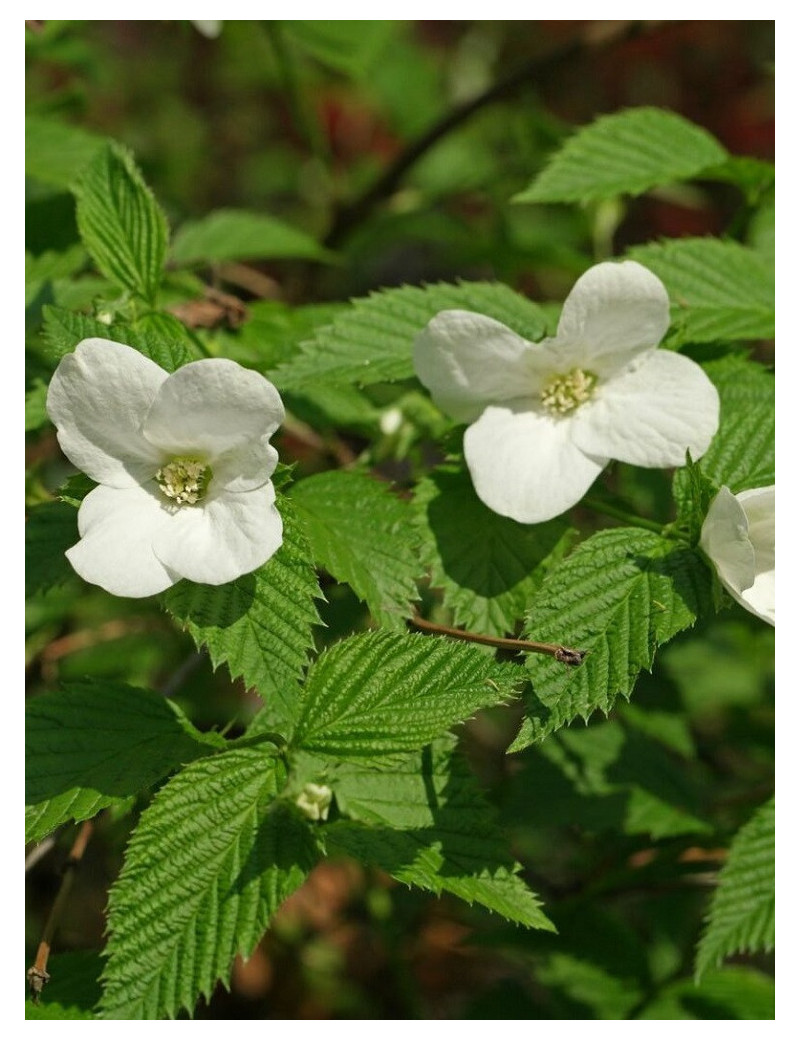 RHODOTYPOS scandens (Corchorus scandens)