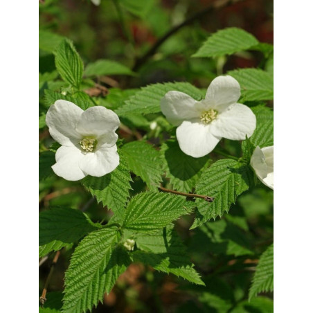 RHODOTYPOS scandens (Corchorus scandens)