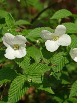 RHODOTYPOS scandens