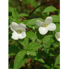 RHODOTYPOS scandens (Corchorus scandens)