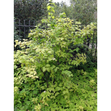 RHODOTYPOS scandens (Corchorus scandens)