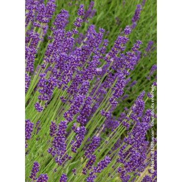 LAVANDULA DUTCH (Lavande)