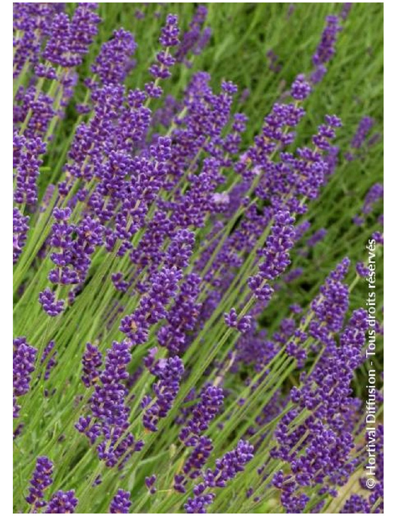 LAVANDULA DUTCH (Lavande)