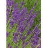 LAVANDULA DUTCH (Lavande)