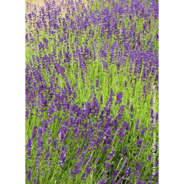 LAVANDULA DUTCH (Lavande)