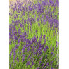 LAVANDULA DUTCH (Lavande)