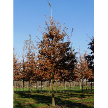 QUERCUS cerris (Chêne chevelu de Bourgogne, Chêne Lombard)